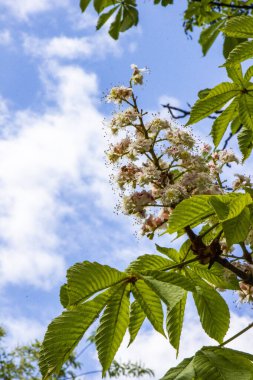 Çiçek açan kestaneler, pembe-beyaz çiçekler, yakın plan, büyük kızılötesi, makro, büyük ağaçlar, yeşil yapraklar, güzel açan yapraklar, narin yapraklar, gökyüzü arka plan, çayır, ilkbahar, gün