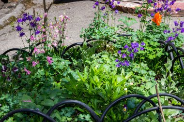 çok renkli çiçekler, yeşil çimenler, mavi çanlar, kırmızı laleler, çiçek tarhında, evin bahçesinde, iskan alanında, güneşli, çit, çiçek, bahçıvanlık