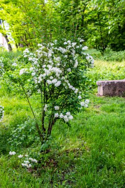 spiraea cantoniensis, riva 'nın spirea' sı, küçük beyaz çiçekler, kızılötesi bereketli çalılıklar, yeşil arka plan, karışık çimenler, zengin bahar yaprakları, çayır, ormanın kenarı, açıklık, seyahat, doğa, kırsal alan, yaz,