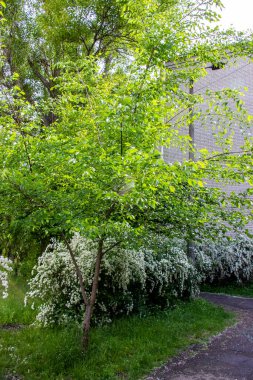 ttravel, büyük çiçek açan spiraea kantoniensis, riva, beyaz küçük çiçekler, cilt bakımı, bol çalılık, ev arka planı, okul bahçesi, park, bahar yaprakları, büyük ağaçlar, doğa, yaz, patika, yürüyüş yolu