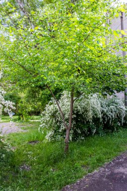 ttravel, büyük çiçek açan spiraea kantoniensis, riva, beyaz küçük çiçekler, cilt bakımı, bol çalılık, ev arka planı, okul bahçesi, park, bahar yaprakları, büyük ağaçlar, doğa, yaz, patika, yürüyüş yolu