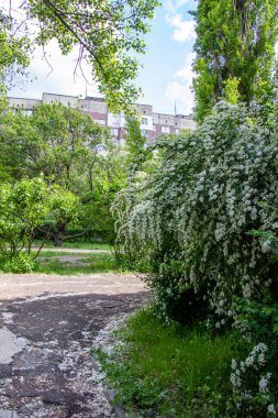 ttravel, büyük çiçek açan spiraea kantoniensis, riva, beyaz küçük çiçekler, cilt bakımı, bol çalılık, ev arka planı, okul bahçesi, park, bahar yaprakları, büyük ağaçlar, doğa, yaz, patika, yürüyüş yolu
