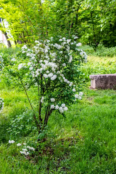 spiraea cantoniensis, riva 'nın spirea' sı, küçük beyaz çiçekler, kızılötesi bereketli çalılıklar, yeşil arka plan, karışık çimenler, zengin bahar yaprakları, çayır, ormanın kenarı, açıklık, seyahat, doğa, kırsal alan, yaz,