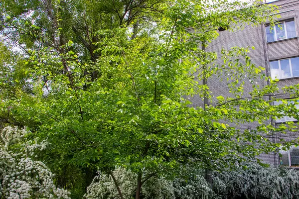 ttravel, büyük çiçek açan spiraea kantoniensis, riva, beyaz küçük çiçekler, cilt bakımı, bol çalılık, ev arka planı, okul bahçesi, park, bahar yaprakları, büyük ağaçlar, doğa, yaz, patika, yürüyüş yolu