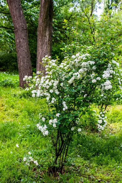 spiraea cantoniensis, riva 'nın spirea' sı, küçük beyaz çiçekler, kızılötesi bereketli çalılıklar, yeşil arka plan, karışık çimenler, zengin bahar yaprakları, çayır, ormanın kenarı, açıklık, seyahat, doğa, kırsal alan, yaz,