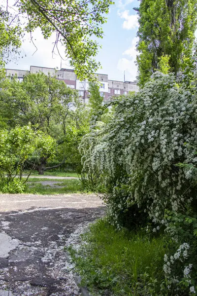 ttravel, büyük çiçek açan spiraea kantoniensis, riva, beyaz küçük çiçekler, cilt bakımı, bol çalılık, ev arka planı, okul bahçesi, park, bahar yaprakları, büyük ağaçlar, doğa, yaz, patika, yürüyüş yolu