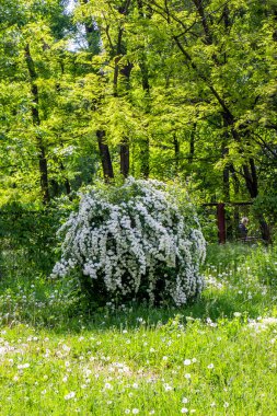 spiraea cantoniensis, riva 'nın spirea' sı, küçük beyaz çiçekler, kızılötesi bereketli çalılıklar, yeşil arka plan, karışık çimenler, zengin bahar yaprakları, çayır, ormanın kenarı, açıklık, seyahat, doğa, kırsal alan, yaz,