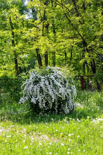 spiraea cantoniensis, riva 'nın spirea' sı, küçük beyaz çiçekler, kızılötesi bereketli çalılıklar, yeşil arka plan, karışık çimenler, zengin bahar yaprakları, çayır, ormanın kenarı, açıklık, seyahat, doğa, kırsal alan, yaz,