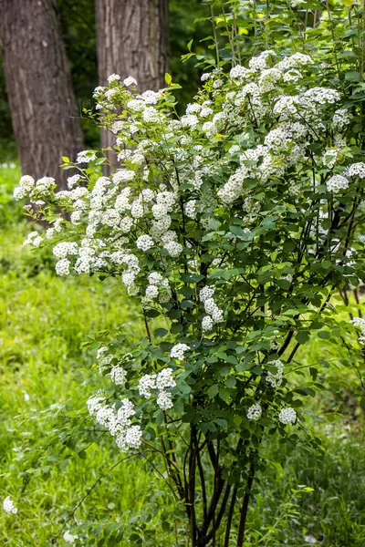 spiraea cantoniensis, riva 'nın spirea' sı, küçük beyaz çiçekler, kızılötesi bereketli çalılıklar, yeşil arka plan, karışık çimenler, zengin bahar yaprakları, çayır, ormanın kenarı, açıklık, seyahat, doğa, kırsal alan, yaz,