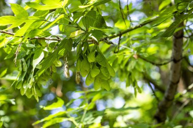 Akçaağaç, Amerikan, meyveli, soluk yeşil akrep, dalda bol miktarda, bahar, taze yapraklar, yakın çekim, makro, park, orman, yürüyüş, seyahat