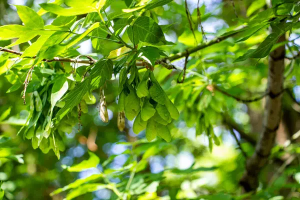 Akçaağaç, Amerikan, meyveli, soluk yeşil akrep, dalda bol miktarda, bahar, taze yapraklar, yakın çekim, makro, park, orman, yürüyüş, seyahat