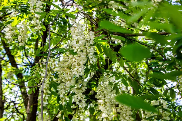  Robinia vulgaris, beyaz akasya, çiçek açan cilt bakımı, bol miktarda, orta boy, birçok çiçek, yağmurdan sonra, damlalar asılı, dikenli dallar, arka planda yeşillik, bahar günü, güneşli, yürüyüş, seyahat, turizm