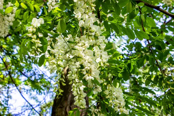  Robinia vulgaris, beyaz akasya, çiçek açan cilt bakımı, bol miktarda, orta boy, birçok çiçek, yağmurdan sonra, damlalar asılı, dikenli dallar, arka planda yeşillik, bahar günü, güneşli, yürüyüş, seyahat, turizm