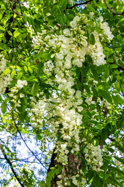 Robinia vulgaris, beyaz akasya, çiçek açan cilt bakımı, bol miktarda, orta boy, birçok çiçek, yağmurdan sonra, damlalar asılı, dikenli dallar, arka planda yeşillik, bahar günü, güneşli, yürüyüş, seyahat, turizm