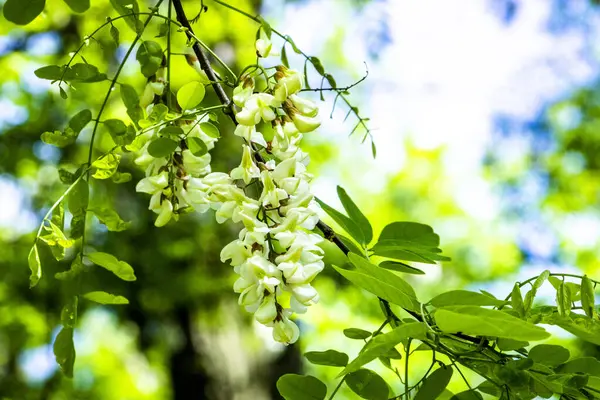 robinia vulgaris, white acacia, blooming inflorescences, close-up, makro, after rain, hang drops, dikenli dallar, greenery, ilkbahar günü, sunny, walk, travel, turizm, doğa, kapanış, parlak, yemyeşil
