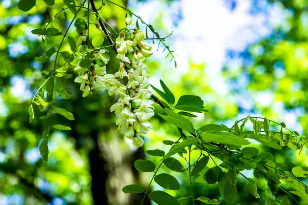 robinia vulgaris, white acacia, blooming inflorescences, close-up, makro, after rain, hang drops, dikenli dallar, greenery, ilkbahar günü, sunny, walk, travel, turizm, doğa, kapanış, parlak, yemyeşil