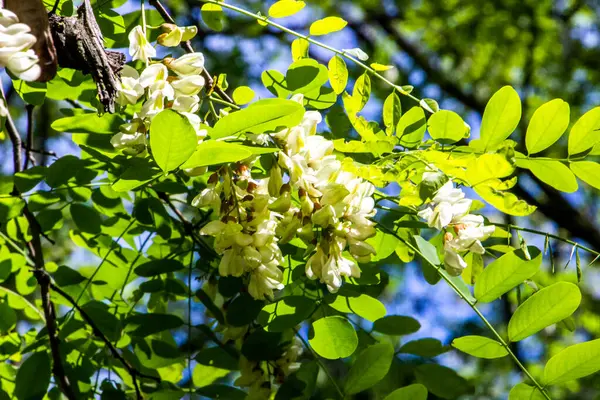 robinia vulgaris, white acacia, blooming inflorescences, close-up, makro, after rain, hang drops, dikenli dallar, greenery, ilkbahar günü, sunny, walk, travel, turizm, doğa, kapanış, parlak, yemyeşil