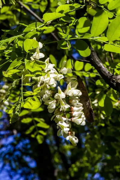 robinia vulgaris, white acacia, blooming inflorescences, close-up, makro, after rain, hang drops, dikenli dallar, greenery, ilkbahar günü, sunny, walk, travel, turizm, doğa, kapanış, parlak, yemyeşil