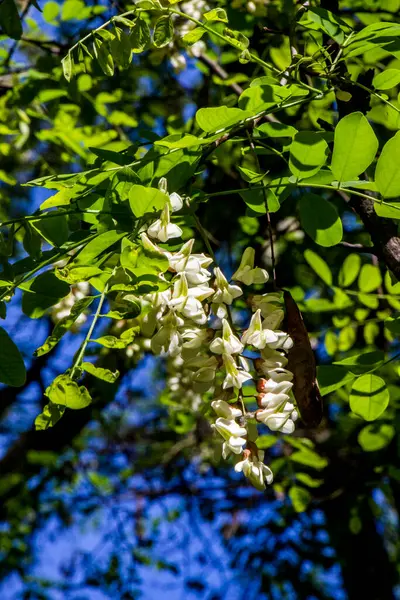robinia vulgaris, white acacia, blooming inflorescences, close-up, makro, after rain, hang drops, dikenli dallar, greenery, ilkbahar günü, sunny, walk, travel, turizm, doğa, kapanış, parlak, yemyeşil