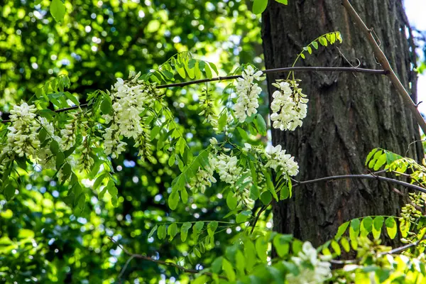  Robinia vulgaris, beyaz akasya, çiçek açan cilt bakımı, bol miktarda, orta boy, birçok çiçek, yağmurdan sonra, damlalar asılı, dikenli dallar, arka planda yeşillik, bahar günü, güneşli, yürüyüş, seyahat, turizm
