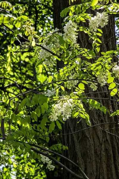  Robinia vulgaris, beyaz akasya, çiçek açan cilt bakımı, bol miktarda, orta boy, birçok çiçek, yağmurdan sonra, damlalar asılı, dikenli dallar, arka planda yeşillik, bahar günü, güneşli, yürüyüş, seyahat, turizm