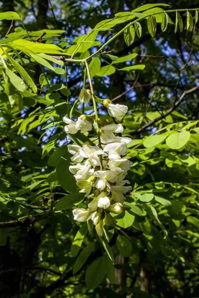 robinia vulgaris, white acacia, blooming inflorescences, close-up, makro, after rain, hang drops, dikenli dallar, greenery, ilkbahar günü, sunny, walk, travel, turizm, doğa, kapanış, parlak, yemyeşil