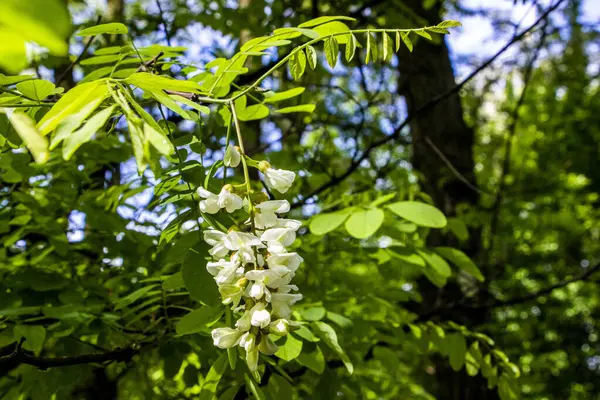 Robinia vulgaris, beyaz akasya, çiçek açan cilt bakımı, yakın çekim, makro, yağmurdan sonra, damlalar, dikenli dallar, arka planda yeşillik, bahar günü, güneşli, yürüyüş, seyahat, turizm