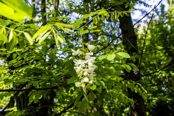  Robinia vulgaris, beyaz akasya, çiçek açan cilt bakımı, yakın çekim, makro, yağmurdan sonra, damlalar, dikenli dallar, arka planda yeşillik, bahar günü, güneşli, yürüyüş, seyahat, turizm