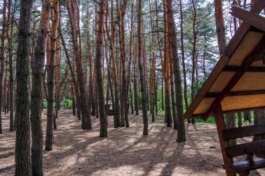 Orjinal ahşap çardak, çam ormanında duruyor, kütüklerden yapılmış, dinlenme yeri, tasarım, iğneler, manzara, çimenler, ağaçlar, seyahat, tatil,