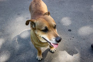 Kahverengi köpek dilini dışarı çıkarıyor, gülümsüyor, güneşli bir sokakta, profil, portre, melez, kavga ediyor, yaralı, kısa boylu, sahibini gezdiriyor, evcil hayvan, tatmin olmuş, kumlu renkli, mutlu bir hayvan.,
