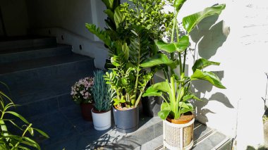 Dolar ağacı zamioculcas, pembe begonya çiçekleri, phlebodium, sarmaşık, tencerede yetişen, lüks, açık havada, birçok bitki, bol, ev yakınlarında duran, yeşil yapraklar, orijinal, yaz, şehir, doğa, saksı, bitki, bahçe.