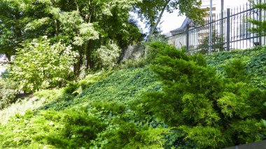 yeşil sarmaşık sürüngenleri, küçük dekoratif kozalaklı çalılar, yaprak döken ağaçlar, taçlar, kilise avlusunda, cüce, yeşil iyi bakımlı bitkiler, bir çiçek tarlasında, kutsal bir yerde, büyük bir şehirde,,
