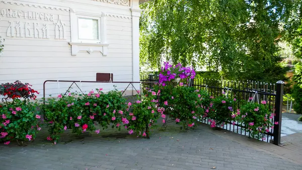 Kilise bahçesinde çiçekler, çiçek açan petunyalar, renkli iyi bakımlı bitkiler, küçük eski ev, kutsal yer, büyük şehir, manzara, mimari, yaz, peyzaj