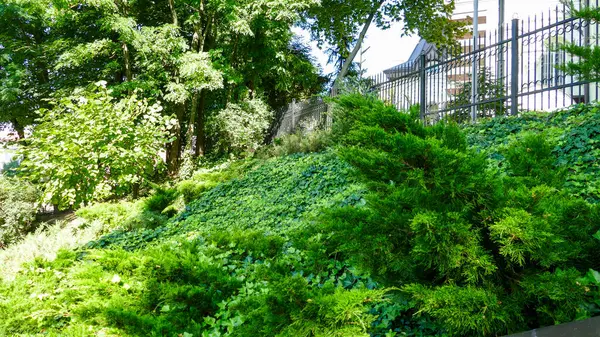 yeşil sarmaşık sürüngenleri, küçük dekoratif kozalaklı çalılar, yaprak döken ağaçlar, taçlar, kilise avlusunda, cüce, yeşil iyi bakımlı bitkiler, bir çiçek tarlasında, kutsal bir yerde, büyük bir şehirde,,