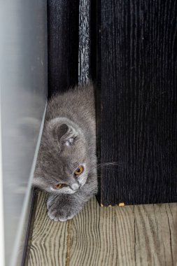 Küçük kedi yavrusu, çatlağa tırmanıyor, kafasını açıyor, komik, inatçı, sarı gözlü, güzel yüz, portre, gri tüylü, safkan, yakın plan, pamuk kıvrım, İskoç kıvrımı, evcil hayvan, komik, genç, kedi, tam yüz,