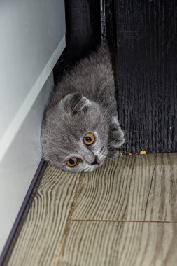 Küçük kedi yavrusu, çatlağa tırmanıyor, kafasını açıyor, komik, inatçı, sarı gözlü, güzel yüz, portre, gri tüylü, safkan, yakın plan, pamuk kıvrım, İskoç kıvrımı, evcil hayvan, komik, genç, kedi, tam yüz,