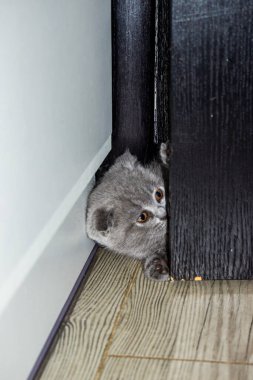 Küçük kedi yavrusu, çatlağa tırmanıyor, kafasını açıyor, komik, inatçı, sarı gözlü, güzel yüz, portre, gri tüylü, safkan, yakın plan, pamuk kıvrım, İskoç kıvrımı, evcil hayvan, komik, genç, kedi, tam yüz,