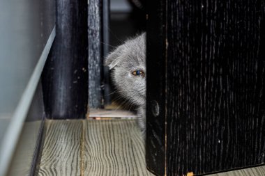 Küçük kedicik, kapının arkasından dışarı bakıyor, tek gözü, yarı yüz, komik, inatçı, sarı gözlü, güzel yüz, portre, gri tüylü, safkan, yakın plan, pamuk katlı, İskoç katlı, evcil hayvan, komik, genç, kedi, tam yüz,