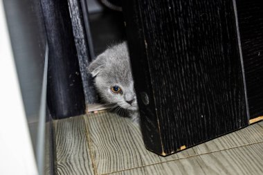 Küçük kedicik, kapının arkasından dışarı bakıyor, tek gözü, yarı yüz, komik, inatçı, sarı gözlü, güzel yüz, portre, gri tüylü, safkan, yakın plan, pamuk katlı, İskoç katlı, evcil hayvan, komik, genç, kedi, tam yüz,