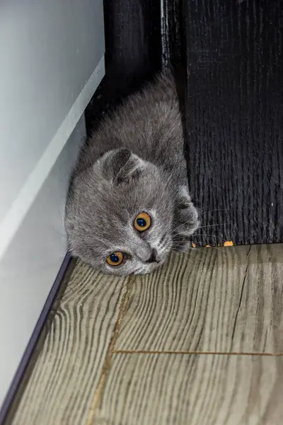 Küçük kedi yavrusu, çatlağa tırmanıyor, kafasını açıyor, komik, inatçı, sarı gözlü, güzel yüz, portre, gri tüylü, safkan, yakın plan, pamuk kıvrım, İskoç kıvrımı, evcil hayvan, komik, genç, kedi, tam yüz,