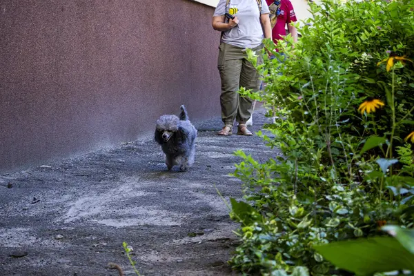 Küçük köpek, gümüş kaniş, koşu, koklama, tımar, çiçekli yatak, bitkiler, evcil hayvan, arkadaş, şirin