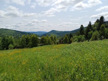 tarla, sarı çayır çiçekleri, tepeler arasındaki vadi, çeşitli otlar, dağlar, orman, uzak evler, mavi gökyüzü, bulutlar, dağ manzarası, yaz manzarası, manzara, kırsal alan