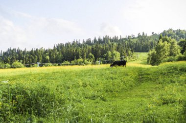 Siyah-beyaz boynuzlu inek, çimen yer, sarı çayır çiçeği tarlası, kayak kaldıracı, karışık ot, tepeler arasında vadi, dağlar, orman, köknar ağaçları, dağ manzarası, yaz manzarası, uzak manzara, mavi gökyüzü, bulutlar, yürüyüş, tarım, çiftlik