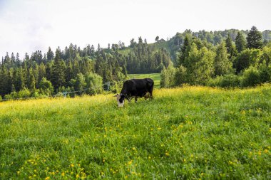 Siyah-beyaz boynuzlu inek, çimen yer, sarı çayır çiçeği tarlası, kayak kaldıracı, karışık ot, tepeler arasında vadi, dağlar, orman, köknar ağaçları, dağ manzarası, yaz manzarası, uzak manzara, mavi gökyüzü, bulutlar, yürüyüş, tarım, çiftlik