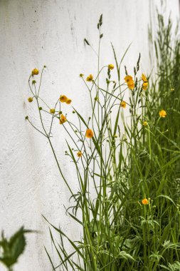 Çiçek açan sarı çiçekler, düğün çiçeği, evin beyaz duvarının altında, yazın, çayır, vadi, yeşil çimen, manzara, doğa, güzellik, çiçek