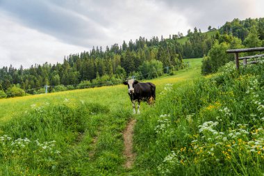 Siyah inek, beyaz ağızlık, yolda duruyor, bize bakıyor, çiçek açan çayır, beyaz, sarı çiçekler, kayak merkezi, dağlar, orman, vadi, yeşil manzara, doğa, ev, yaz
