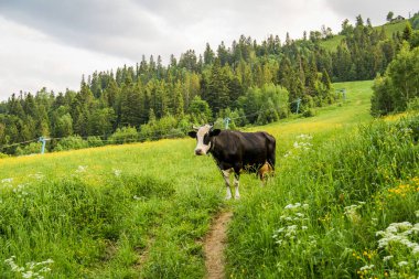 Siyah inek, beyaz ağızlık, yolda duruyor, bize bakıyor, çiçek açan çayır, beyaz, sarı çiçekler, kayak merkezi, dağlar, orman, vadi, yeşil manzara, doğa, ev, yaz