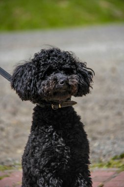 black poodle, young small dog, portrait, curly, funny face, sitting on leash, pet, walk, sun, close-up, friend, domestic, cute, puppy