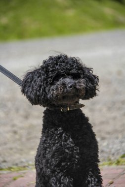 siyah kaniş, genç küçük köpek, portre, kıvırcık, komik yüz, açık ağız, uzun dil, tasmalı, evcil hayvan, yürüyüş, güneş, yakın plan, arkadaş, evcil, şirin, yavru köpek