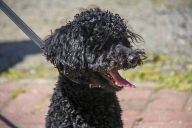 siyah kaniş, genç köpek, portre, kıvırcık, komik yüz, uzun dil, tasma, hayvan, yürüyüş, güneş, yakın çekim